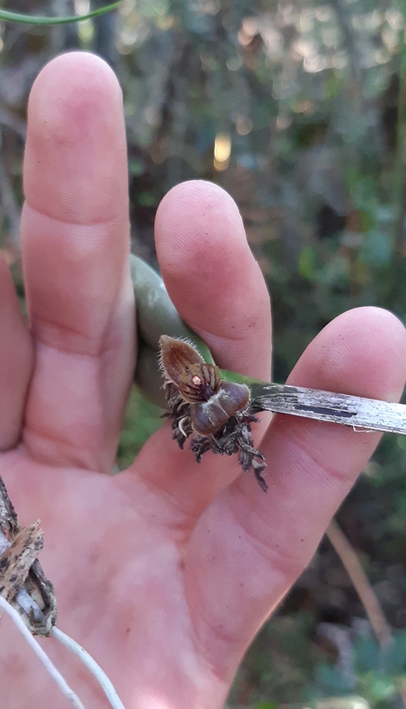 Myoxanthus ceratothallis