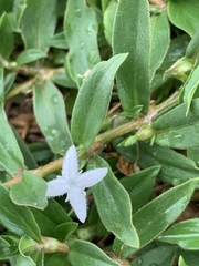 Diodia