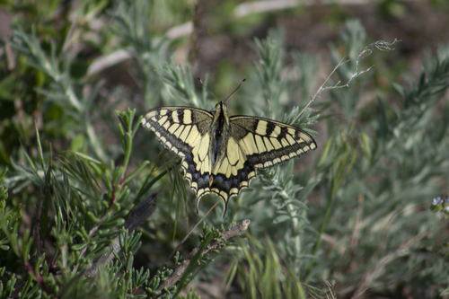 Butterfly