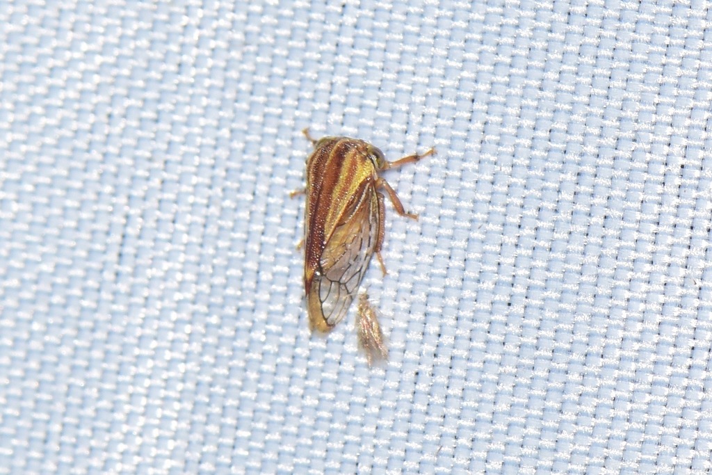 Allodrilus