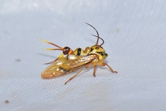 Heteronotus