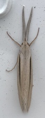 Doryodes spadaria
