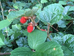 Rubus tricolor