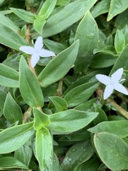 Diodia
