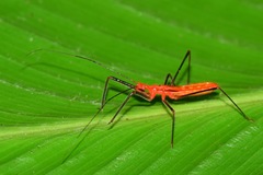 Ricolla quadrispinosa