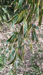 Phyllostachys aureosulcata