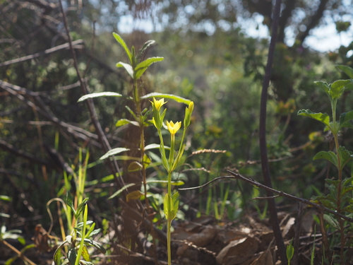 Image of Centaurium maritimum by (c) Augustin Soulard, some rights reserved (CC BY)