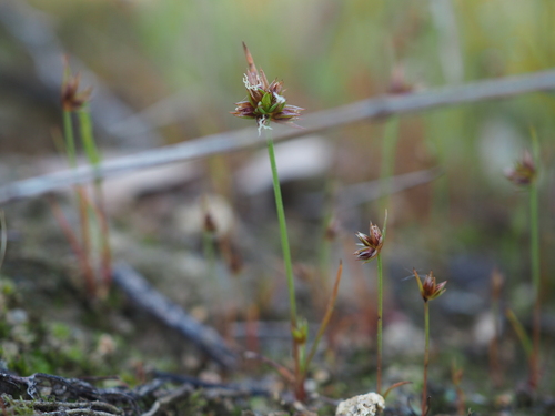 Image of Juncus capitatus by (c) Augustin Soulard, some rights reserved (CC BY)