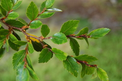 Nothofagus betuloides