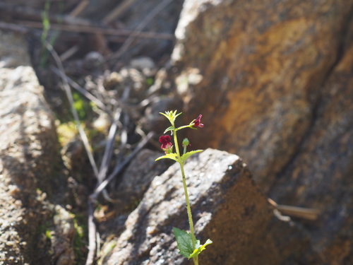 Image of Mediterranean Figwort (Scrophularia peregrina) by (c) Augustin Soulard, some rights reserved (CC BY)