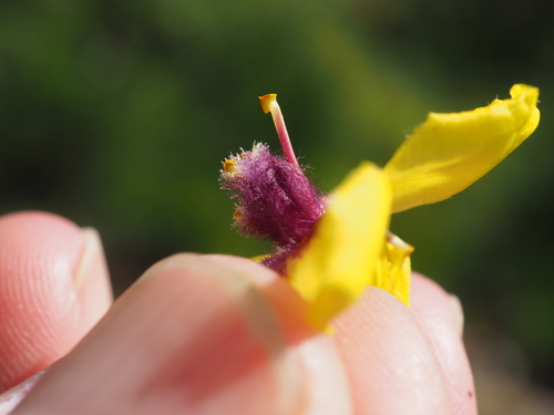 Image of Verbascum boerhavii by (c) Augustin Soulard, some rights reserved (CC BY)