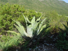 Agave asperrima