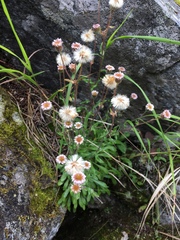 Erigeron nivalis