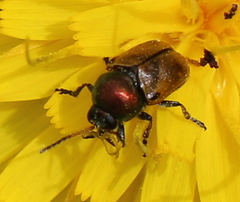 Cryptocephalus laetus