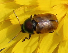 Cryptocephalus laetus