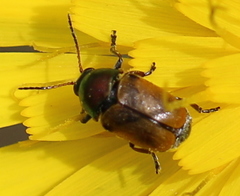Cryptocephalus laetus