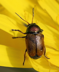 Cryptocephalus laetus