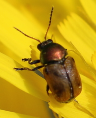 Cryptocephalus laetus