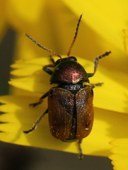 Cryptocephalus laetus