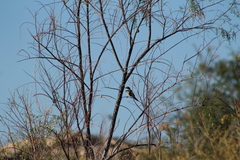Microspingus torquatus