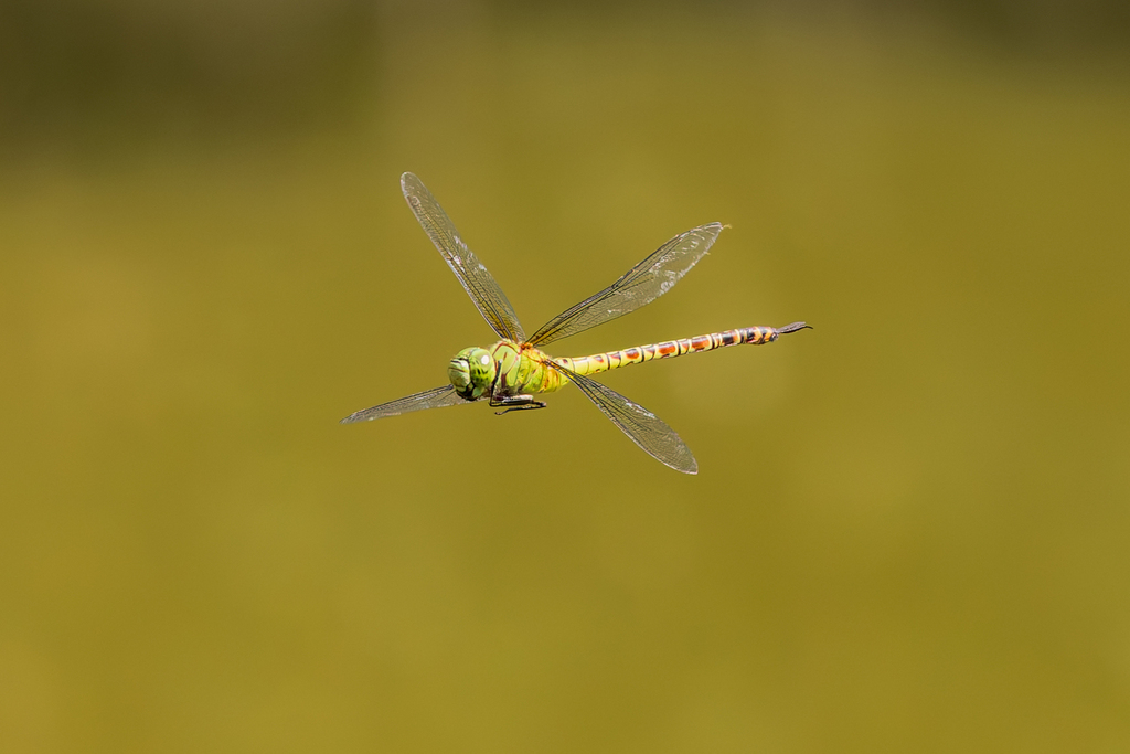 Mangrove Darner