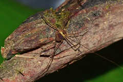 Meterginus serratus