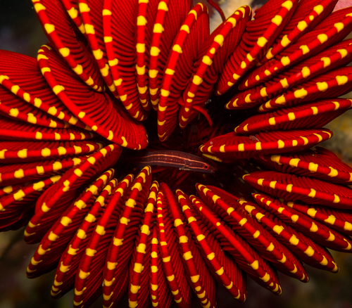 Crinoid clingfish (Discotrema crinophilum) — Gobiesocidae