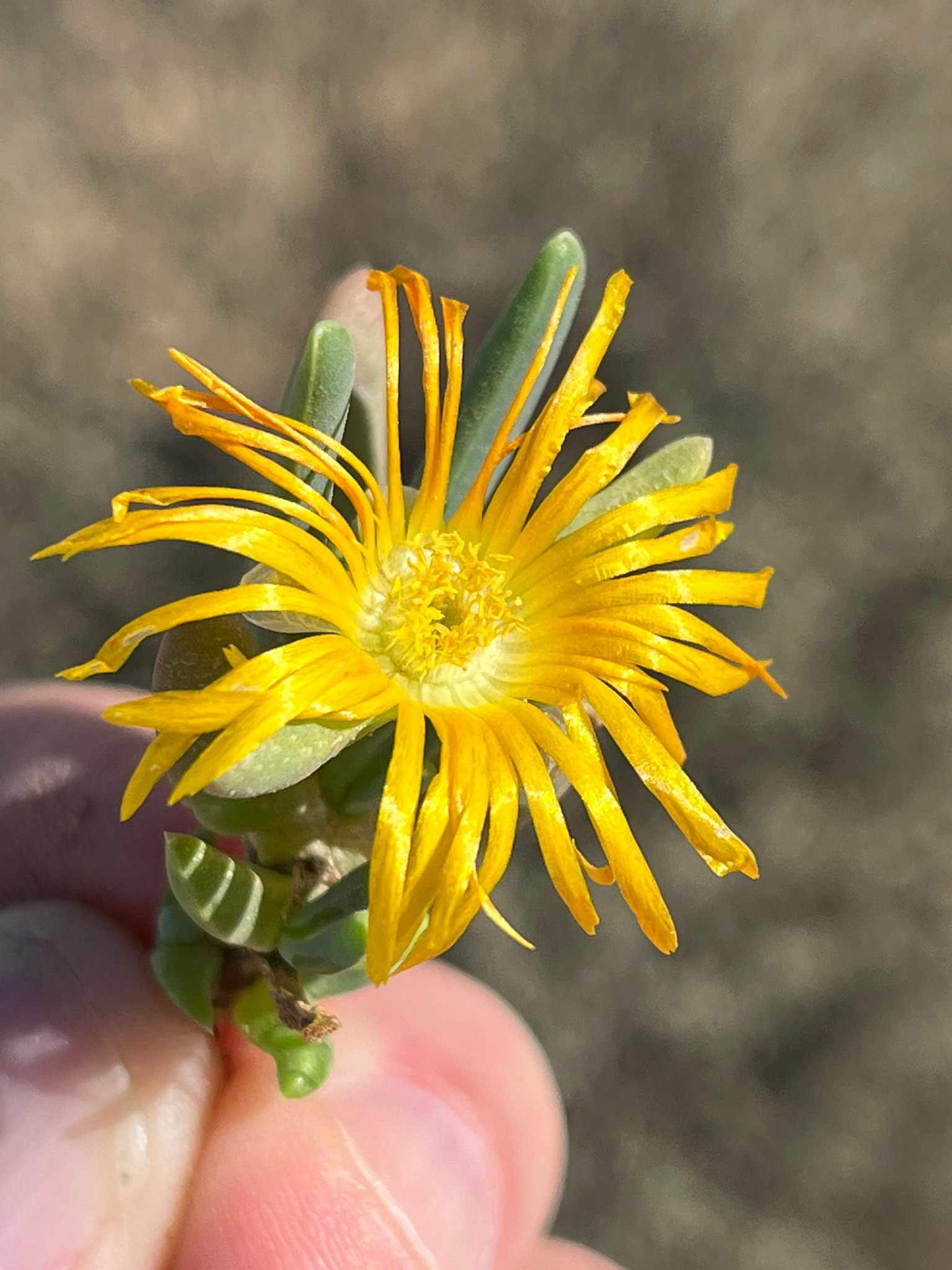 Rocky Point Ice Plant (Malephora lutea)