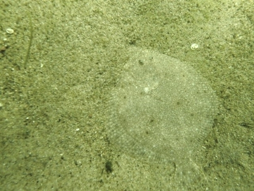 Turbot (Scophthalmus maximus) — Scophthalmidae