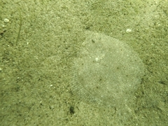 イシビラメ