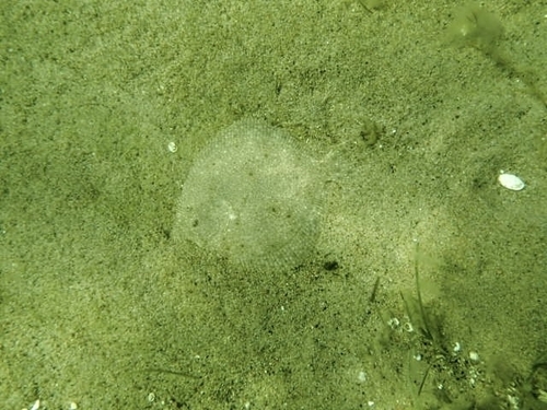 Turbot (Scophthalmus maximus) — Scophthalmidae — 2