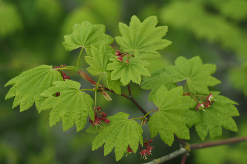 Vine Maple