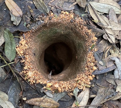 Pheidole oxyops