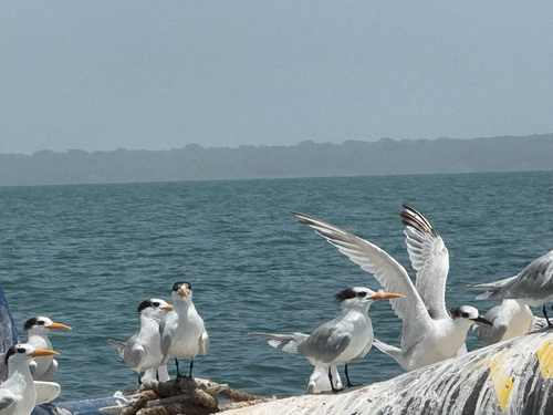 West African Crested Tern