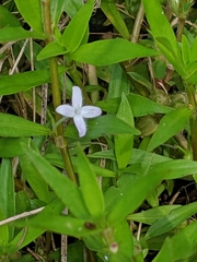 Diodia