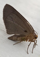 Lambdina pellucidaria