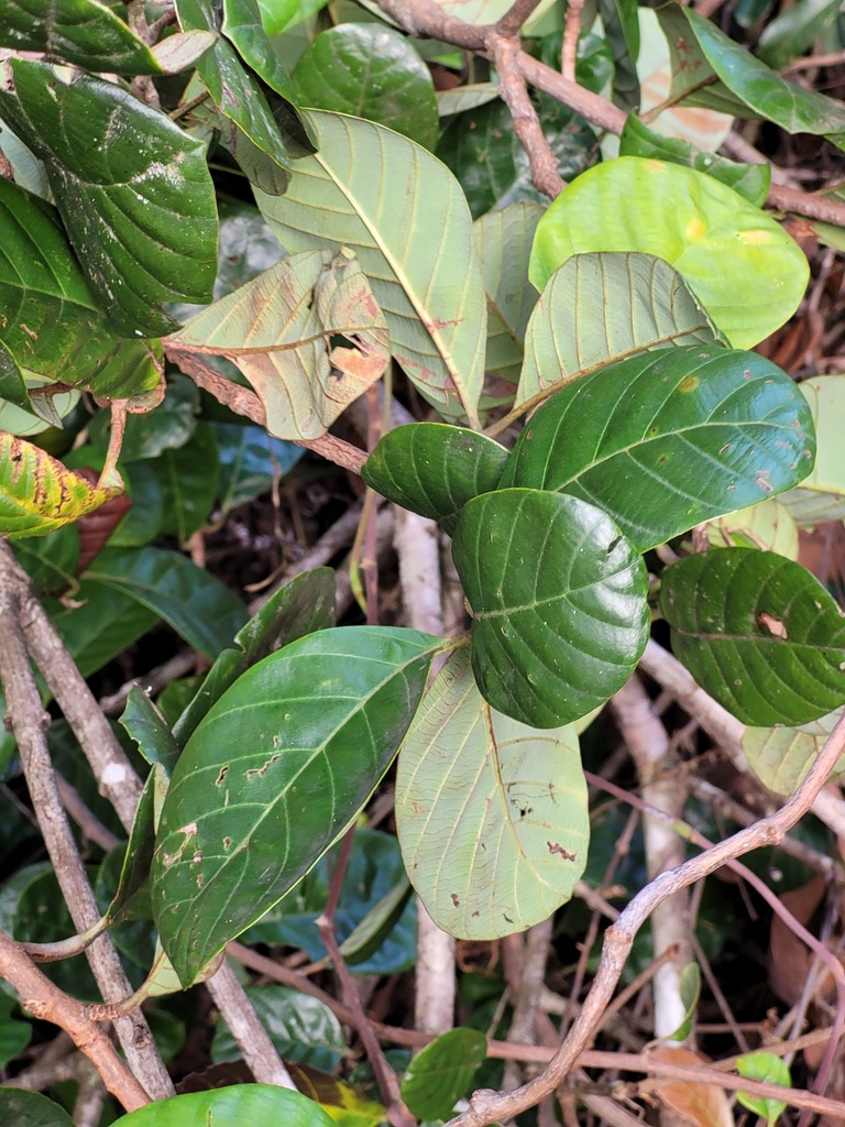 Doliocarpus guianensis