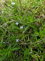 Diodia