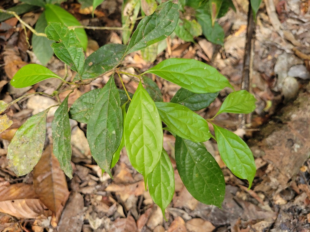 Endlicheria gracilis