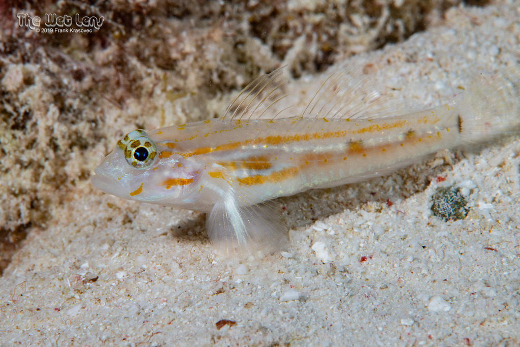 Pallid Goby