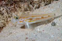 Pallid Goby photo 1
