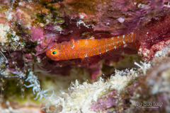 Pygmy Goby photo 1