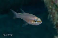 Bigtooth Cardinalfish photo 3