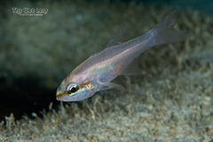 Bigtooth Cardinalfish photo 1