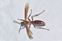 Apoica