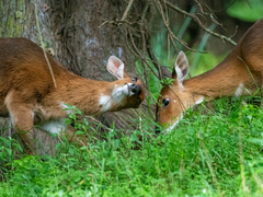 Tragelaphus sylvaticus meneliki