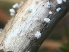 Capitotricha bicolor