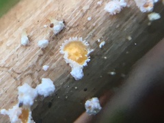 Capitotricha bicolor