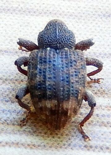 Oak Curculio photo 6
