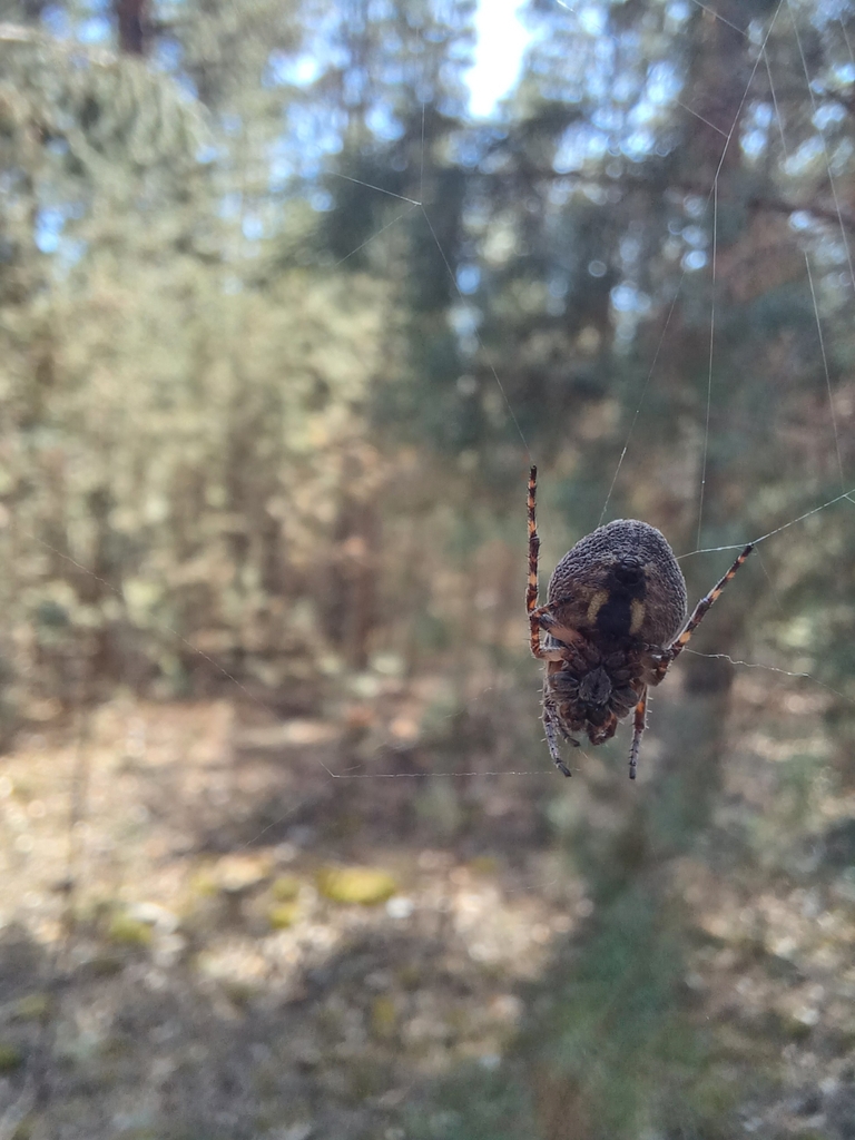 Nuctenea silvicultrix